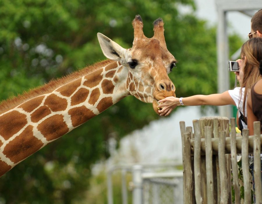 Person feeding giraffe over fence at a zoo near Wheatfield Village apartments.
